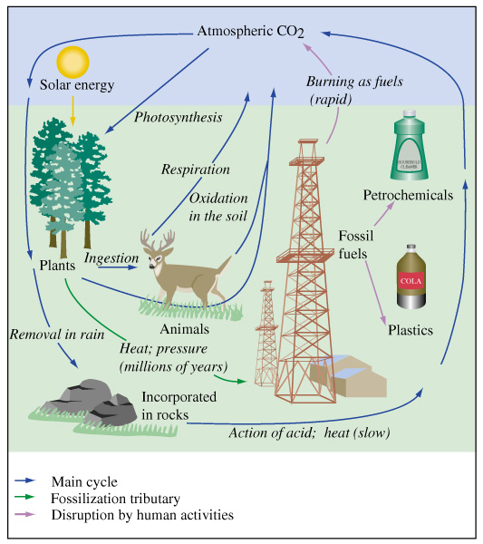El ciclo del carbono Ciclo del carbono: conjunto de procesos mediante los cuales se realiza el intercambio del carbono entre los seres vivos y el medio que les rodea.