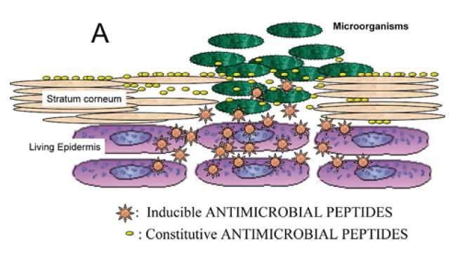 LA EPIDERMIS ES UN ELEMENTO ESENCIAL DE NUESTRAS DEFENSAS Péptidos antimicrobianos naturales Los queratinocitos reconocen moléculas bacterianas a través de los