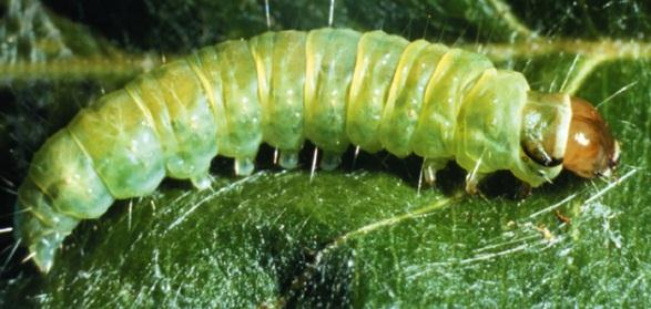 La identification de las larvas OBLR: son de color verde con la cápsula de la cabeza y los escudos torácicos de un color que varia del negro al café claro, llegan medir de 20 a 30 mm.