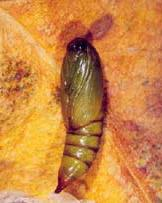 El Ciclo Biológico: Pupas Las pupas son típicamente Tortricidae con dos hileras de espinas dorsales en cada segmento abdominal.