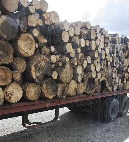 Condiciones y procedimientos de seguridad para el aprovechamiento forestal maderable Para el transporte de las trozas Dar a conocer a los trabajadores el procedimiento para carga manual.