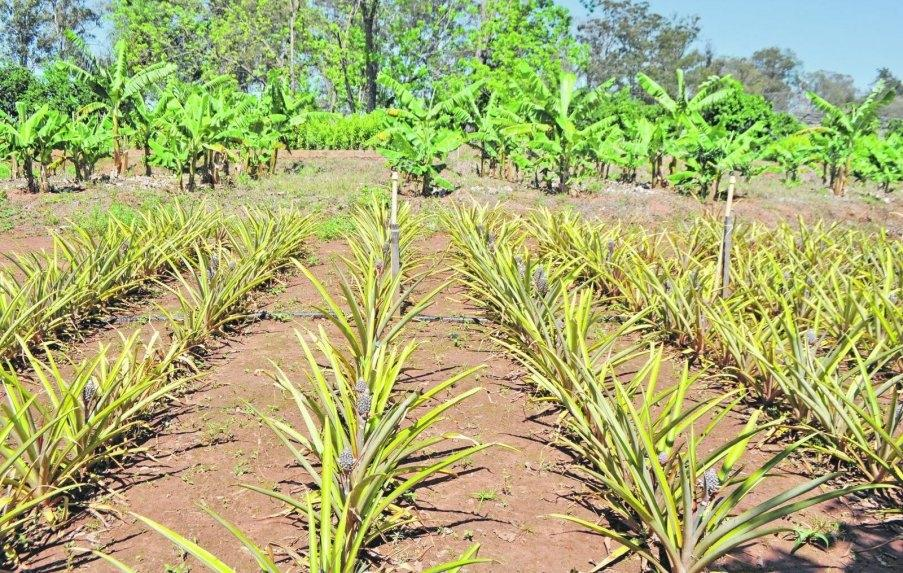 PIÑA : mayor demanda en los mercados Dr. P. M. Gibert La piña es un cultivo originario del Paraguay, noreste de Argentina y centro y sureste de Brasil.