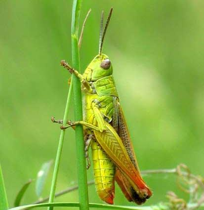 Insectos: 6 patas, dos antenas, único invertebrado