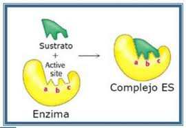 ESPECIFICIDAD. Las enzimas tienen una alta especificidad.