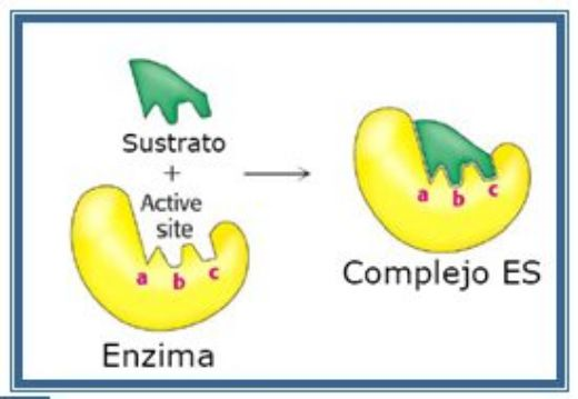 ESPECIFICIDAD ENZIMÁTICA La unión del sustrato al centro activo de la enzima es altamente específica.