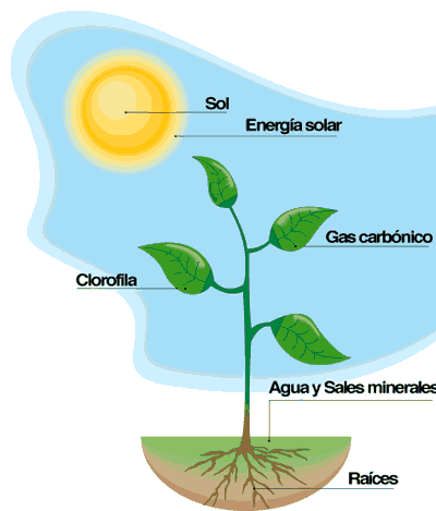 Características y diversidad de las Fotosíntesis: Casi todas las plantas