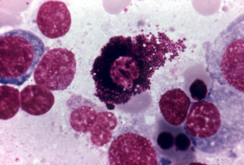 Tejido conjuntivo común: Células inmigrantes Las células cebadas pertenecen al tejido linfohematopoyético; sin embargo, en condiciones normales se