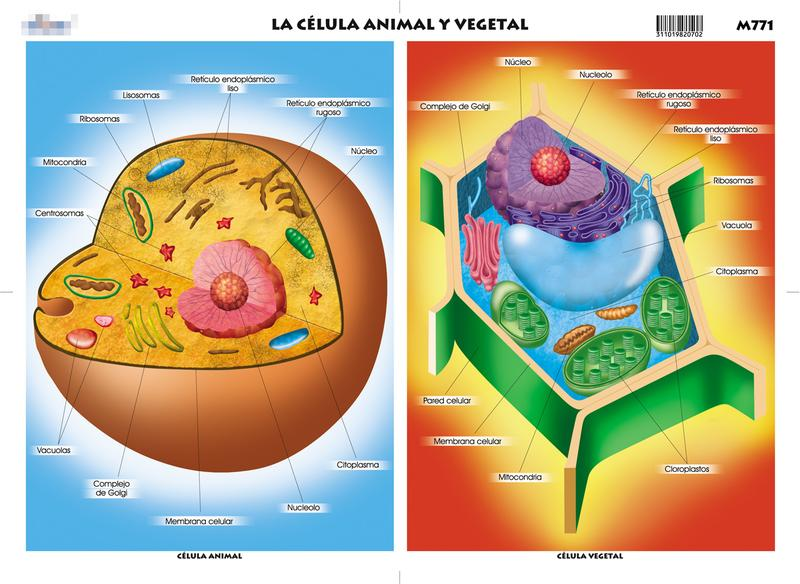 Composición de los Seres Vivos Las células eucariotas pueden ser: animales y vegetales