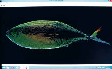3D LASER SYSTEM Eficacia del Tunascan para determinar la especie de atún: >95% de acierto Eficacia del Tunascan para determinar el peso del ejemplar: >98% de acierto Capaz de clasificar hasta 50