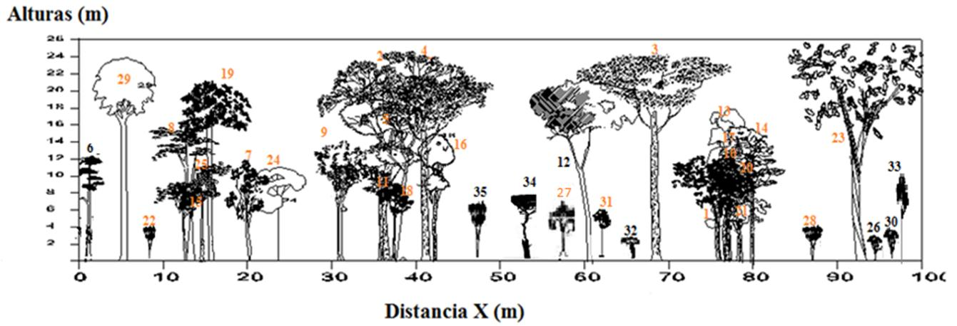 Figura 14. Perfil vertical del Bosque Siempre Verde Montano Bajo, de la microcuenca El Padmi.