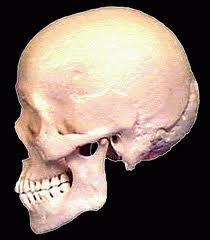 Origen: África, hace 100.000 años Desde allí se extiende por todo el planeta Cromagnon Único superviviente del género homo Neander Homo sapiens Diversificado en razas (variación genética máx.