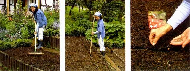 3) SIEMBRA La siembra es uno de los métodos más utilizados en la huerta para la obtención de vegetales.