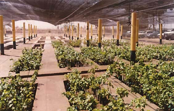 Viñedos: Análisis de Laboratorio (Agua, suelos, yemas y otros). Asistencia Técnica especializada y capacitación. 50,000 plantones seleccionados de uva. Proyectos para la Instalación de viñedos.