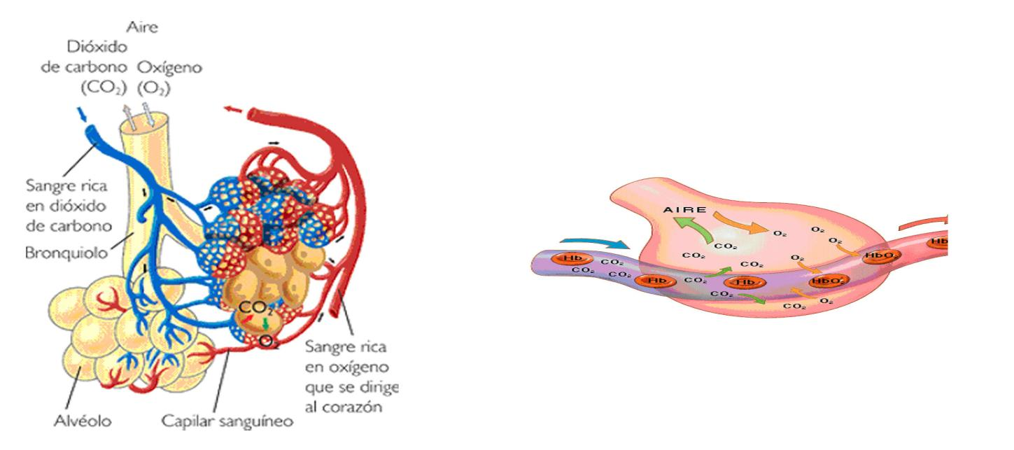 5. Los bronquios son dos conductos que comunican la traquea con los pulmones. 6. Los bronquiolos son ramificaciones (como las ramas de un árbol) de los bronquios. 7.