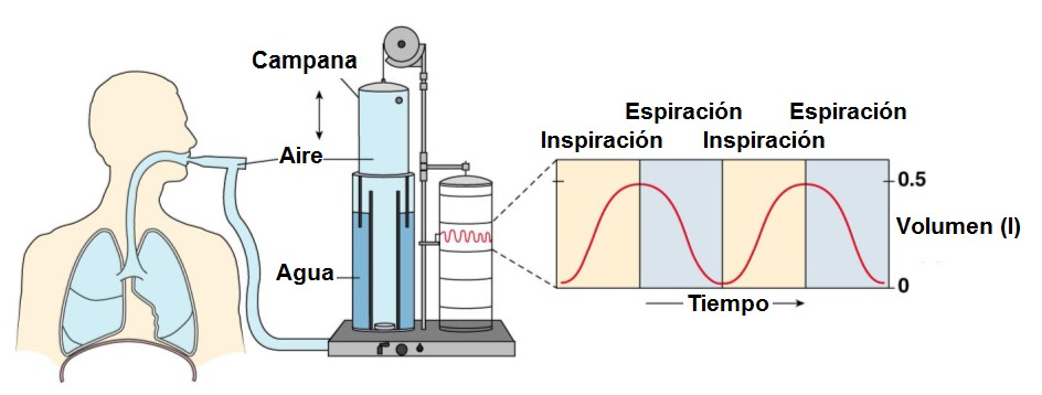 Espirometría: Técnica para medir los volúmenes de aire inspirado y espirado Mientras que el paciente respira aire,