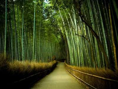 El bambú es flexible, cuando hay viento se dobla pero también puede ser tan robusto y firme para construir una casa.