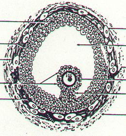 FOLICULO de DE GRAAF Células de la granulosa Teca interna Corona radiata Membrana