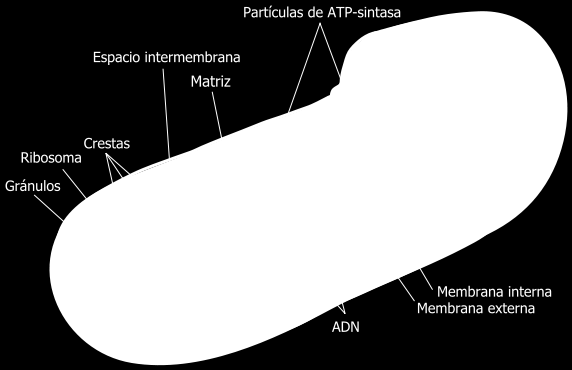 Fig. 5. Esquema de un cloroplasto. (http://es.wikipedia.