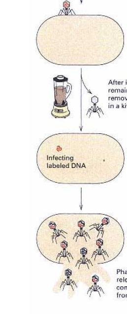 32 P Se usan los fagos marcados para infectar E.