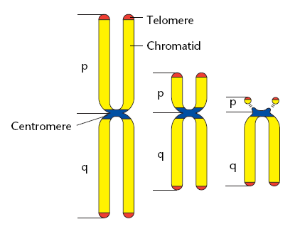 Centrómeros Son regiones repetitivas de DNA (150-171 pb) n Constituyen el sitio de unión de las fibras del