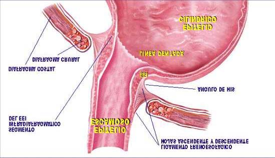La barrera antirreflujo se localiza en la unión esofagogástrica y está fundamentalmente constituida por la presión intrínseca del EEI. El EEI tiene una longitud de 2,5-4 cm.
