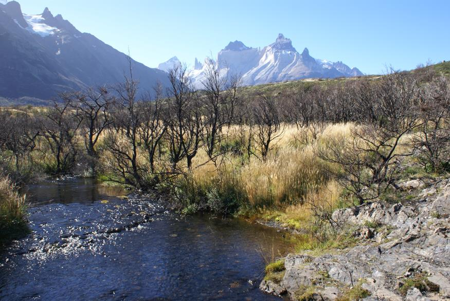 Plan de Restauración Ecológica Parque Nacional Torres del Paine Se concluyó la Fase 1 del Plan de Restauración Ecológica en PNTP. Esta fase estuvo a cargo de EULA- Universidad de Concepción.