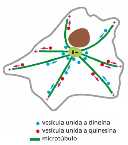 Microtúbulos y