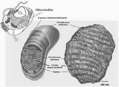 Mitocondria Las mitocondrias son sacos consistentes en dos membranas que dejan un espacio intermembranal. La membrana interna se pliega para formar crestas y en su interior contiene una matriz.
