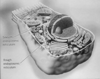 Envoltura Nuclear y Complejos de Poro Nuclear La envoltura nuclear consiste en dos membranas concéntricas, que separan el contenido nuclear del contenido citoplasmático.