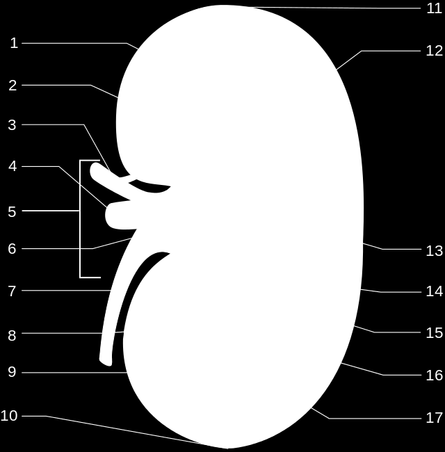 Aspectos anatómicos y fisiológicos del riñón 4 1: pirámide renal 2: arteria interlobular 3: arteria renal 4: vena renal 5: hilio renal 6: pelvis renal 7: uréter 8: cáliz menor 9: cápsula renal 10: