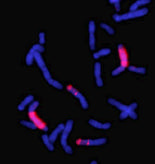 82 Resultados e g Figura 4.10b. Resultados de la hibridación in situ utilizando las sondas de los cromosomas 5, 6 y 7 humanos en ABH.