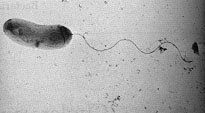 BACTERIAS GRAM NEGATIVAS Vibrio bacilos curvados poseen flagelos polares, algunos perítricos anaerobios facultativos presentes en aguas dulces