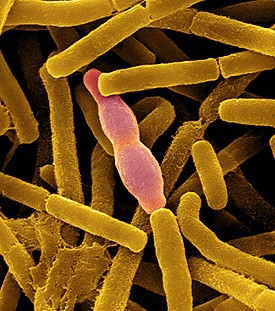 BACTERIAS GRAM POSITIVAS Bacterias esporulantes Bacillus Clostridium aeróbicas presentes en suelos y acuíferos aeróbicos Bacillus anthracis anaeróbicas