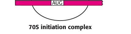 INICIACIÓN TRADUCCIÓN: 3 pasos: - Iniciación - Elongación - Terminación -Ensamble de ambas subs. del ribosoma, AA-ARNt de iniciación y ARNm. -Requiere un ARNt específico con Met (formil-met en Proc.