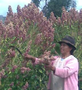 Promoviendo el Comercio Justo Alrededor del 70 % de la quinoa ecuatoriana proviene de pequeños productores que buscan alternativas para el autoconsumo pero además que le generen sustentabilidad
