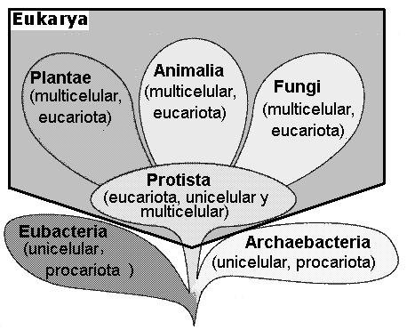 Los organismos se agrupan en tres categorías principales llamadas dominios (Bacteria, Archaea y Eukarya). Eukarya incluye cuatro reinos: Protista, Fungi, Plantae y Animalia, todos ellos eucariontes.