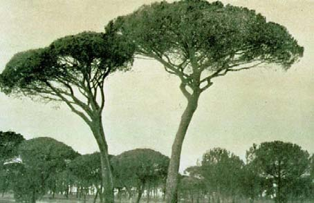 Mar Negro por zoocoría y por el hombre protohistórico Uso ornamental: Los romanos la utilizaron como árbol