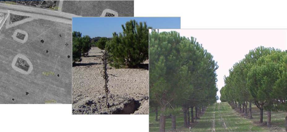 EXPERIENCIAS DE CULTIVO Ejemplos de introducción en sistemas agroforestales Montes de Toledo: rañas adehesadas de las grandes fincas Huelva: repoblaciones mixtas de alcornoque