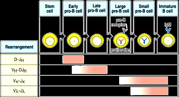MODULO 4. ACTIVACIÓN DE LINFOCITOS B TEMA 8 RESPUESTA A UNA PRIMOINFECCIÓN Y A SEGUNDAS INFECCIONES INDICE 1. Ontogenia y maduración de linfocitos B en medula ósea 2. Subtipos de linfocitos B 3.