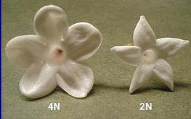 La poliploidía es un fenómeno común en las plantas que ocurre en forma