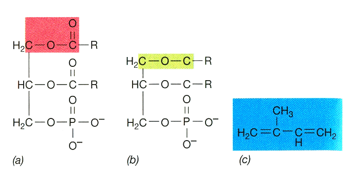 Membranas de Archaeas poseen lípidos con enlaces éter entre glycerol y sus cadenas hidrocarbonadas Enlaces químicos en lipidos.