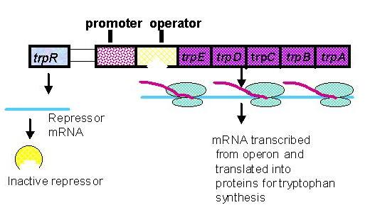 Operón de triptofano Este operón incluye cinco genes de enzimas involucradas en la