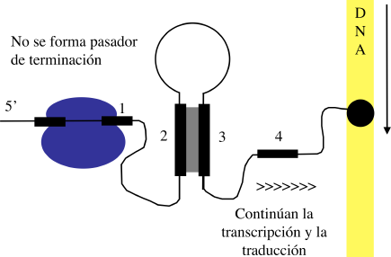 Mecanismo de atenuación triptofano trna-trp El ribosoma SE DETIENE En ausencia de trp hay poco trna trp por lo que la traducción es lenta, esto hace que se