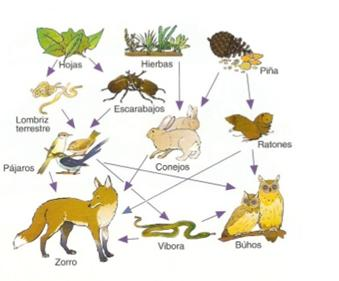 RED TRÓFICA En los ecosistemas no existe una sola cadena trófica, ya que un animal puede variar su dieta alimentaria y aprovecharse de distintos organismos que forman parte de otras