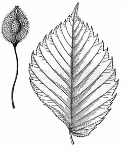 Distribución: Cosmopolita Ulmus procera olmo europeo en Europa; U.pumila Olmo de Turquestan en Asia; y U.parviflora en ambos continentes.