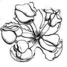 Usos: Las hojas de algunas especies de Celtis se usan como forraje y de la parte interna de la corteza se obtiene