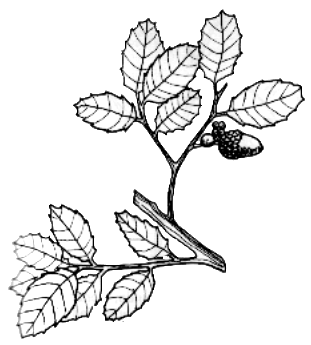 Quercus suber.