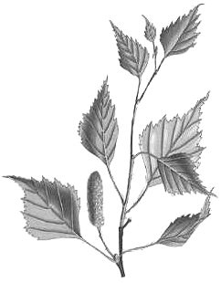 Nothofagus dombeyi Coihue Aspecto general, detalle de la hoja. Distribución Familia Betulaceae. (6/120), [1/1]. Árboles. Hojas alternas, frecuentemente aserradas, estípulas caducas.