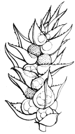 Orden Selaginellales (Carbonífero - Actualidad) Familia Selaginellaceae (1/700); (1/8). Plantas pequeñas y delicadas, los tallos son rastreros y de ramificación dicotómica o pseudomonopodial.
