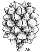 Flores reducidas y generalmente unisexuales monoicas; las masculinas dispuestas en espigas terminales simples o ramificadas que crecen en la
